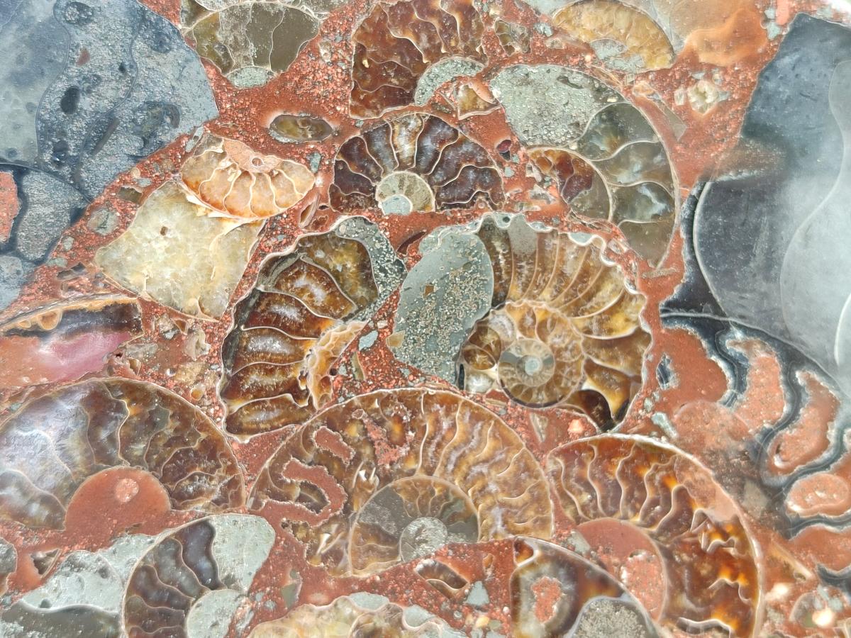 A Polished Ammonite Fossil Conglomerate Plaque or Table Plate Holders x 2 From Mahajanga, Madagascar