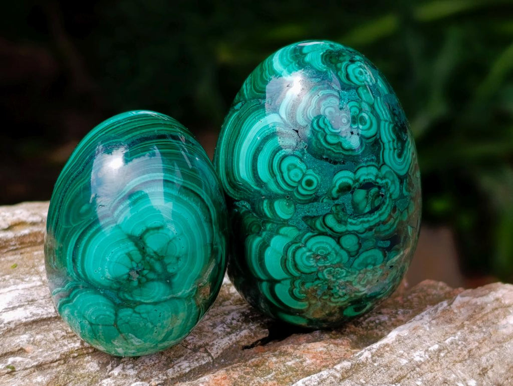 Polished Flower Banded Malachite Gemstone Eggs x 6 From Congo