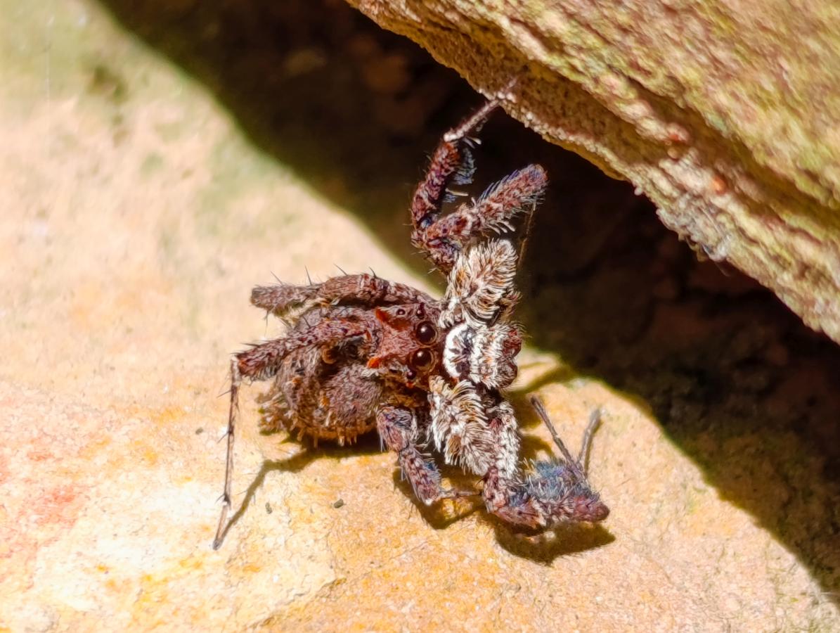 Hand Made Gemmy Rose Quartz Merkabahs x 4 From Madagascar