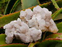 Natural White Spirit Quartz Clusters x 6 From Boekenhouthoek, South Africa