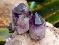 Natural Window Amethyst Crystals x 20 From Chiredzi, Zimbabwe