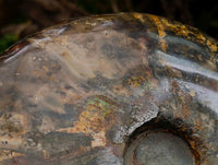 Polished Cleoniceras Opalized Ammolite Ammonite Fossil x 1 From Tulear, Madagascar