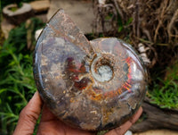 Polished Cleoniceras Opalized Ammolite Ammonite Fossil x 1 From Tulear, Madagascar