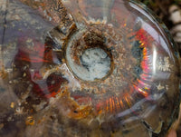 Polished Cleoniceras Opalized Ammolite Ammonite Fossil x 1 From Tulear, Madagascar