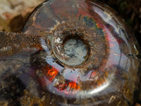 Polished Cleoniceras Opalized Ammolite Ammonite Fossil x 1 From Tulear, Madagascar