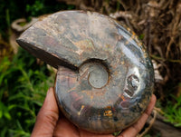 Polished Cleoniceras Opalized Ammolite Ammonite Fossil x 1 From Tulear, Madagascar