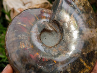 Polished Cleoniceras Opalized Ammolite Ammonite Fossil x 1 From Tulear, Madagascar