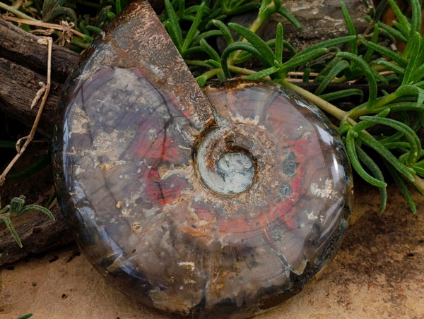 Polished Cleoniceras Opalized Ammolite Ammonite Fossil x 1 From Tulear, Madagascar