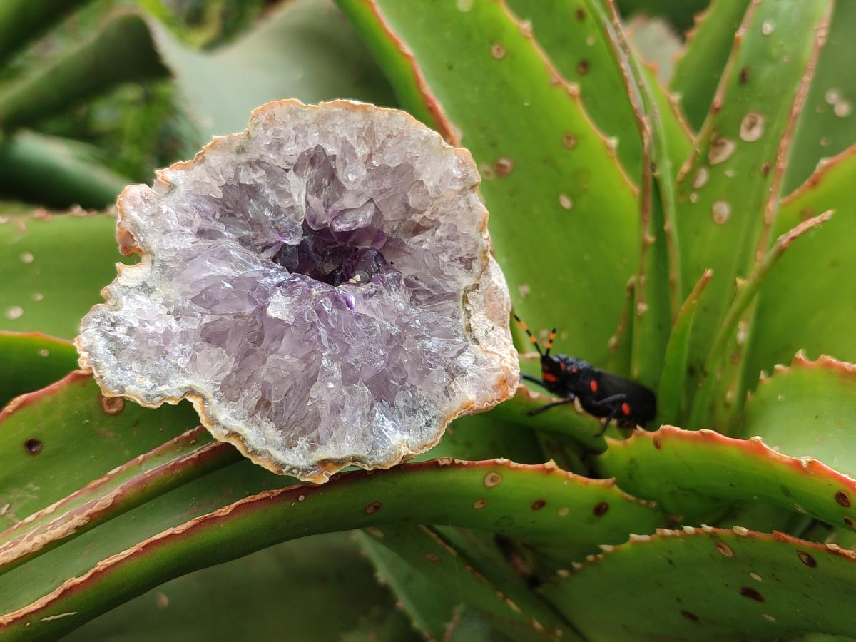 Natural Agate with Amethyst Geodes and Crystal Plates x 12 From Zululand, South Africa