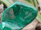 Polished Flower Banded Malachite Free Forms x 6 From Congo - Toprock Gemstones and Minerals 