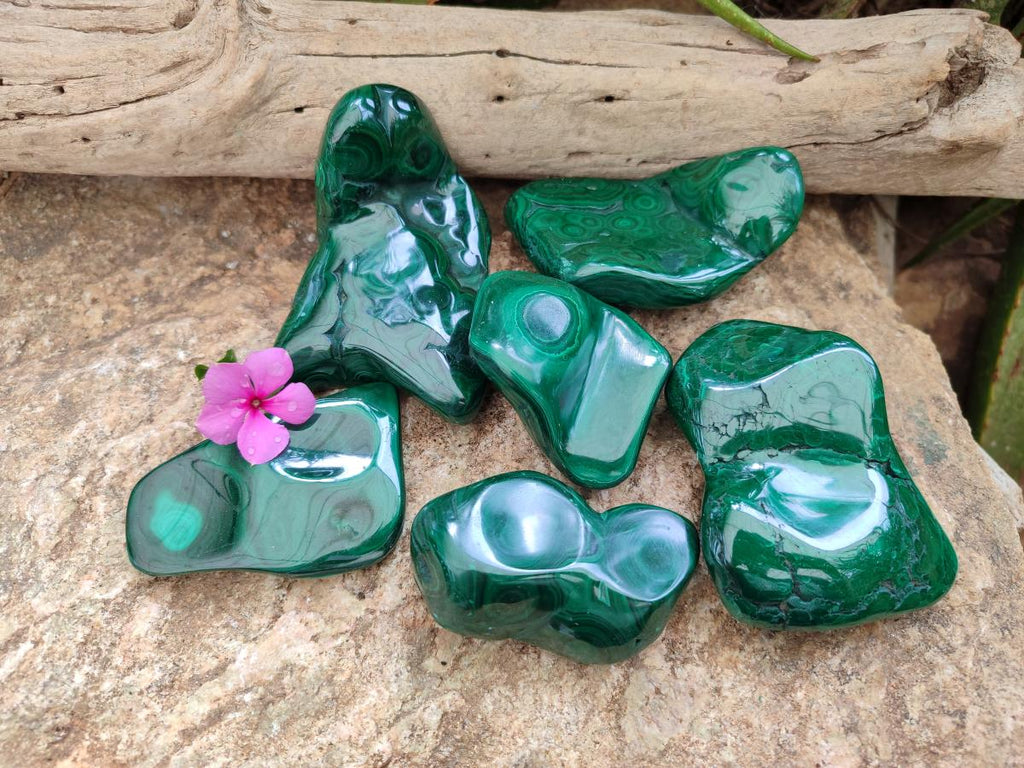 Polished Flower Banded Malachite Free Forms x 6 From Congo - Toprock Gemstones and Minerals 