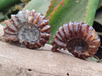 Polished Douvilleiceras Ammonite Fossils x 6 From Maintirano, Madagascar
