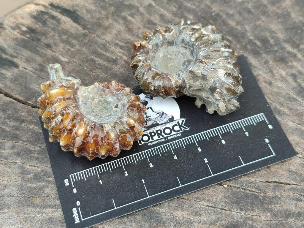Polished Douvilleiceras Ammonite Fossils x 6 From Maintirano, Madagascar