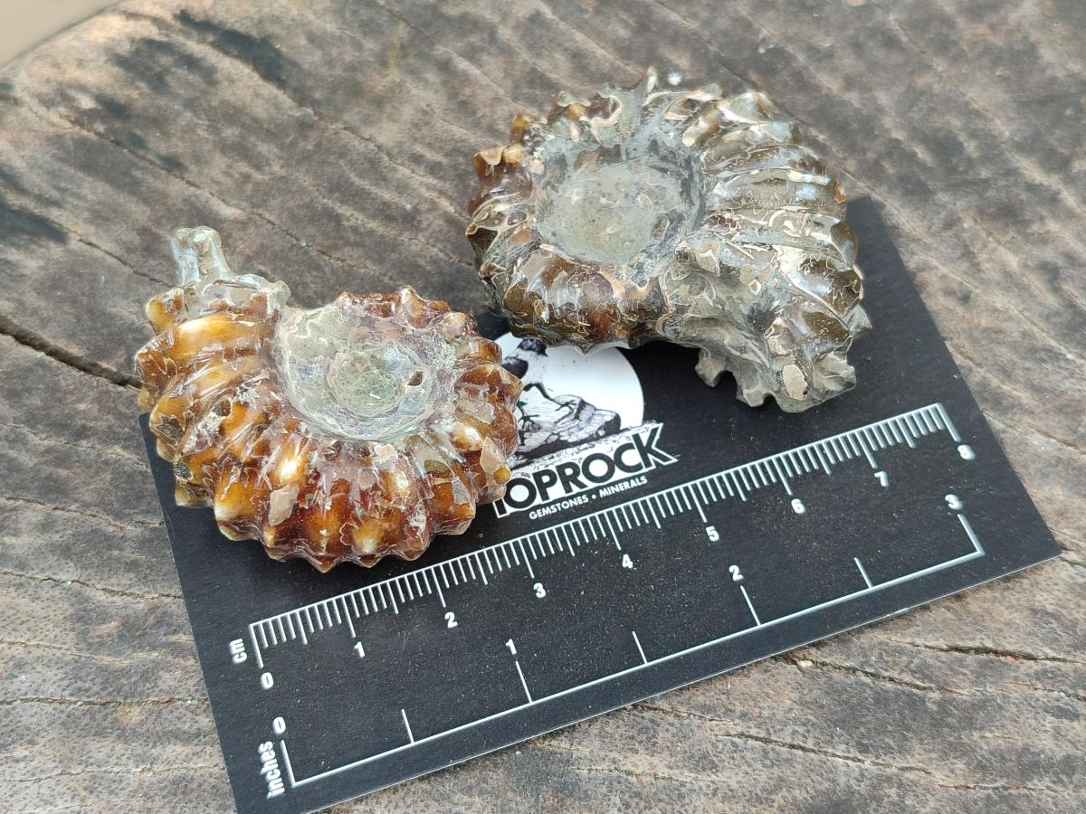 Polished Douvilleiceras Ammonite Fossils x 6 From Maintirano, Madagascar