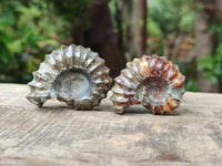 Polished Douvilleiceras Ammonite Fossils x 6 From Maintirano, Madagascar