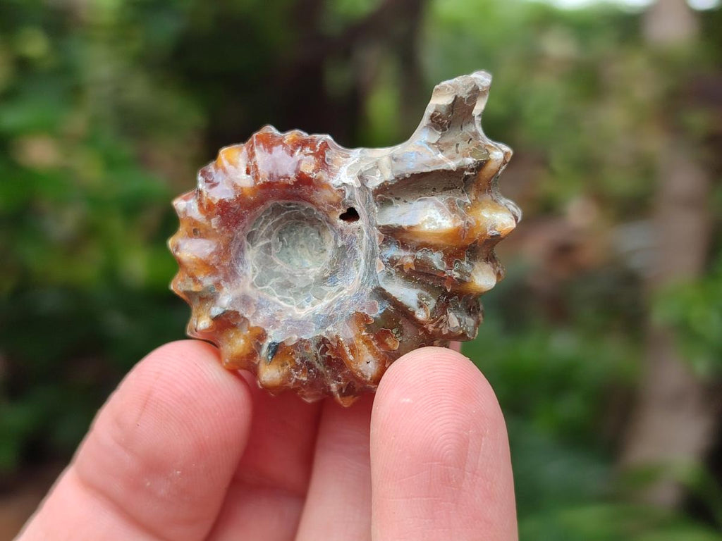 Polished Douvilleiceras Ammonite Fossils x 6 From Maintirano, Madagascar