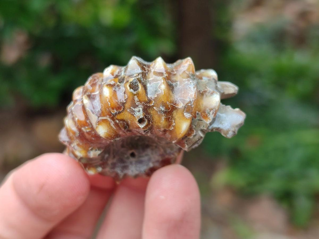 Polished Douvilleiceras Ammonite Fossils x 6 From Maintirano, Madagascar