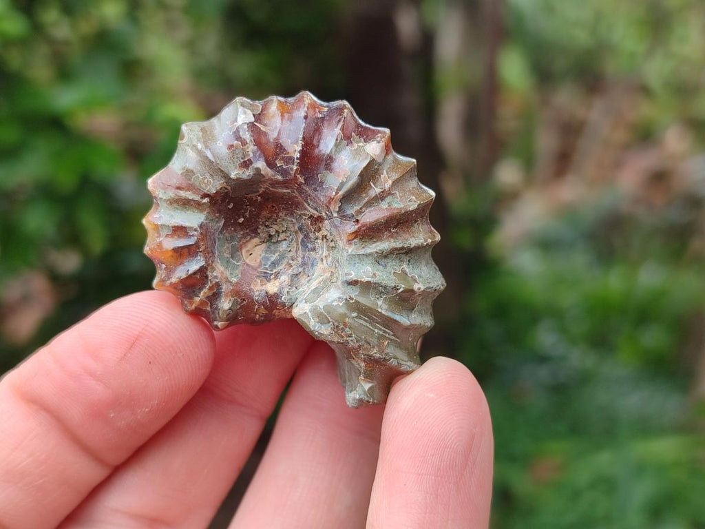 Polished Douvilleiceras Ammonite Fossils x 6 From Maintirano, Madagascar