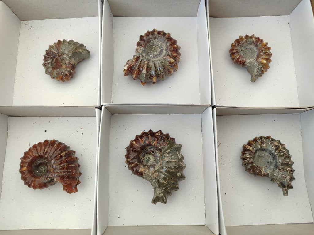 Polished Douvilleiceras Ammonite Fossils x 6 From Maintirano, Madagascar