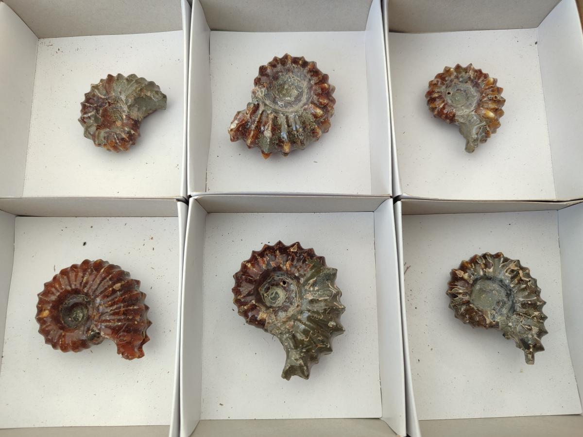 Polished Douvilleiceras Ammonite Fossils x 6 From Maintirano, Madagascar