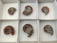 Polished Douvilleiceras Ammonite Fossils x 6 From Maintirano, Madagascar
