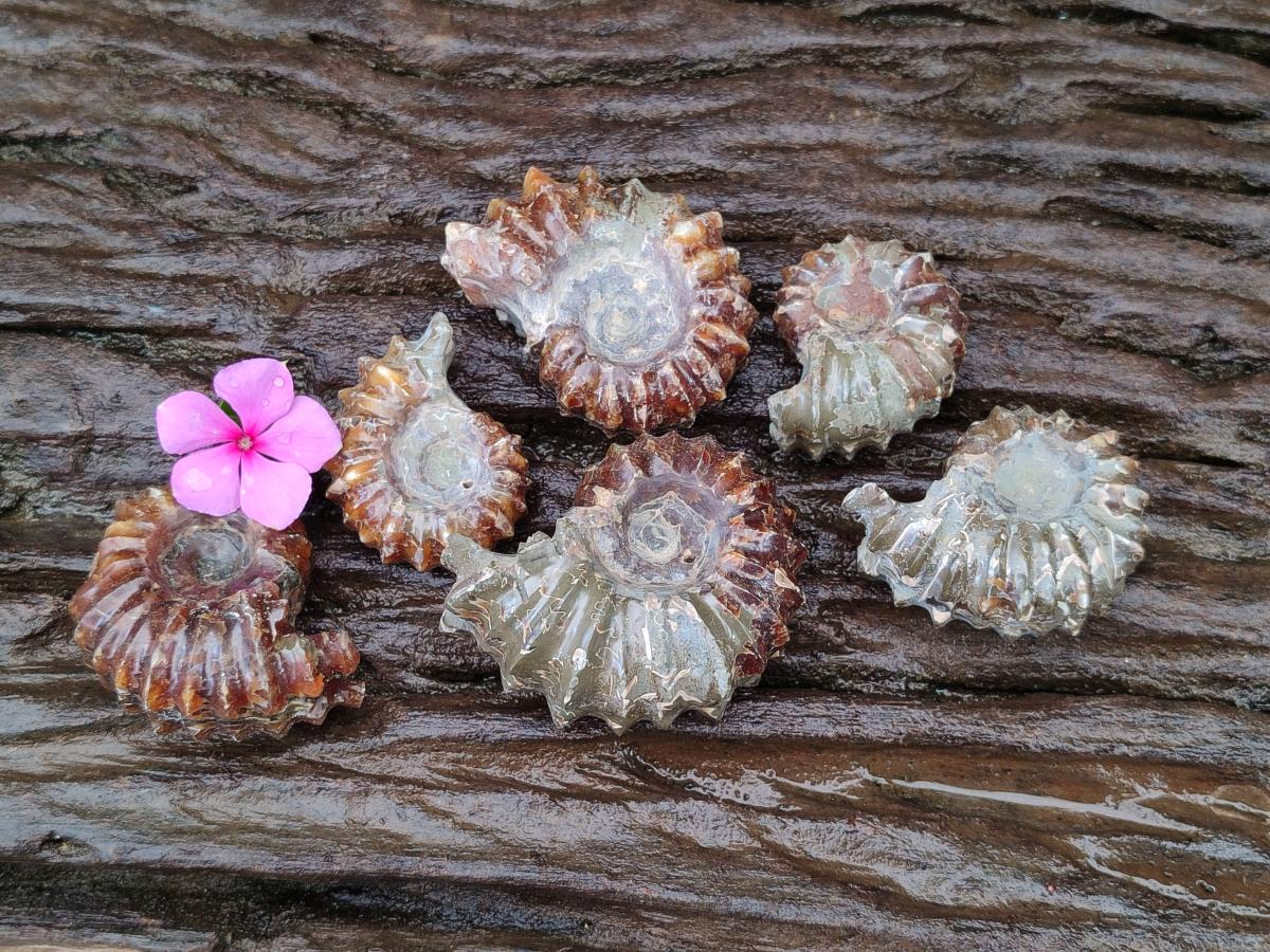 Polished Douvilleiceras Ammonite Fossils x 6 From Maintirano, Madagascar