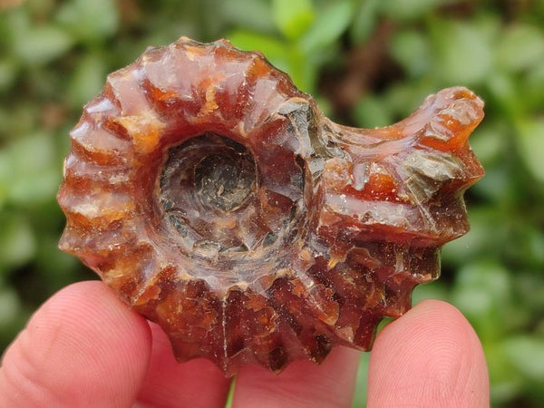 Polished Douvilleiceras Ammonite Fossils x 6 From Maintirano, Madagascar
