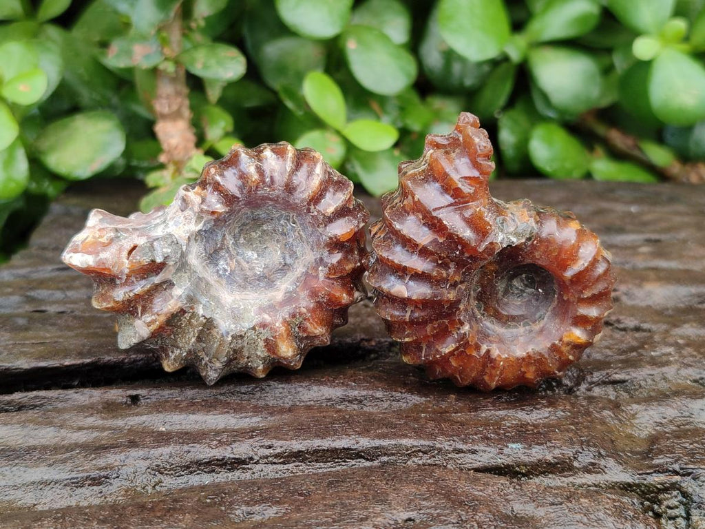 Polished Douvilleiceras Ammonite Fossils x 6 From Maintirano, Madagascar