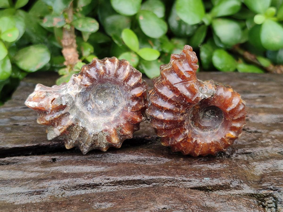 Polished Douvilleiceras Ammonite Fossils x 6 From Maintirano, Madagascar
