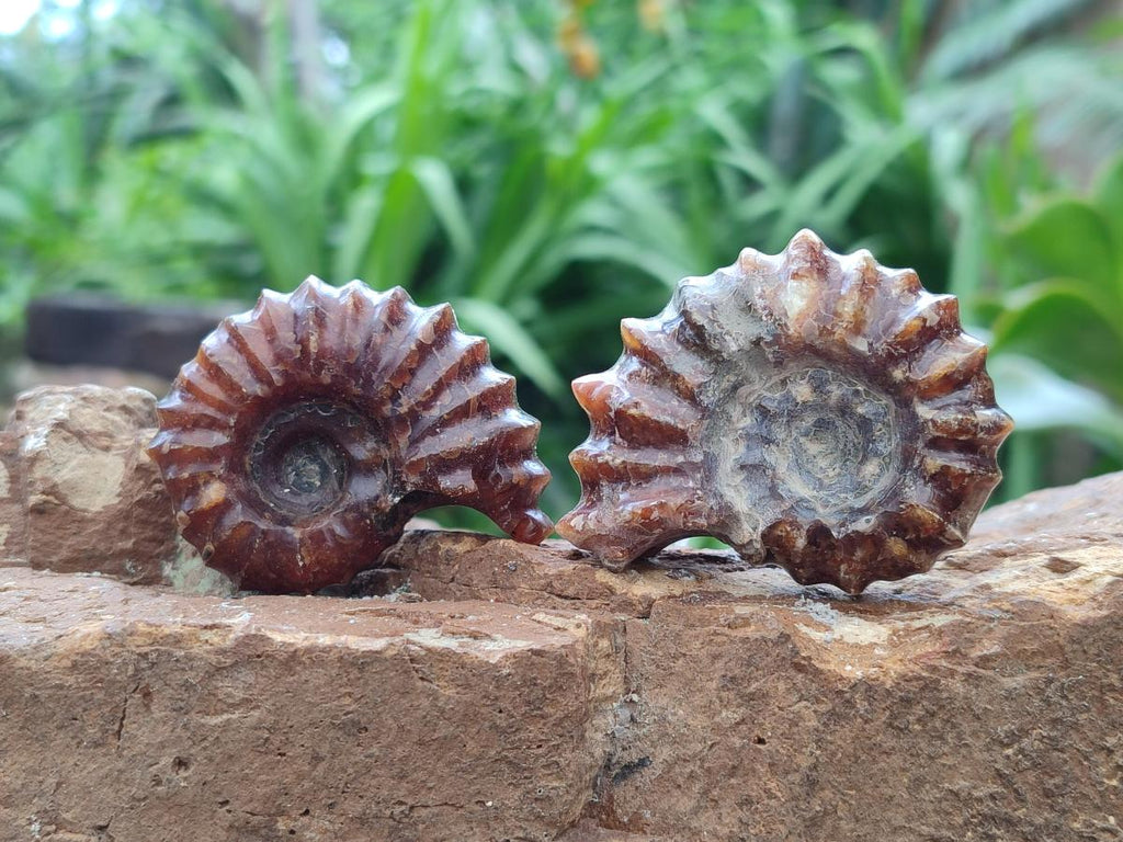 Polished Douvilleiceras Ammonite Fossils x 6 From Maintirano, Madagascar