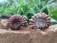 Polished Douvilleiceras Ammonite Fossils x 6 From Maintirano, Madagascar