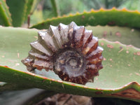 Polished Douvilleiceras Ammonite Fossils x 6 From Maintirano, Madagascar