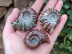 Polished Douvilleiceras Ammonite Fossils x 6 From Maintirano, Madagascar