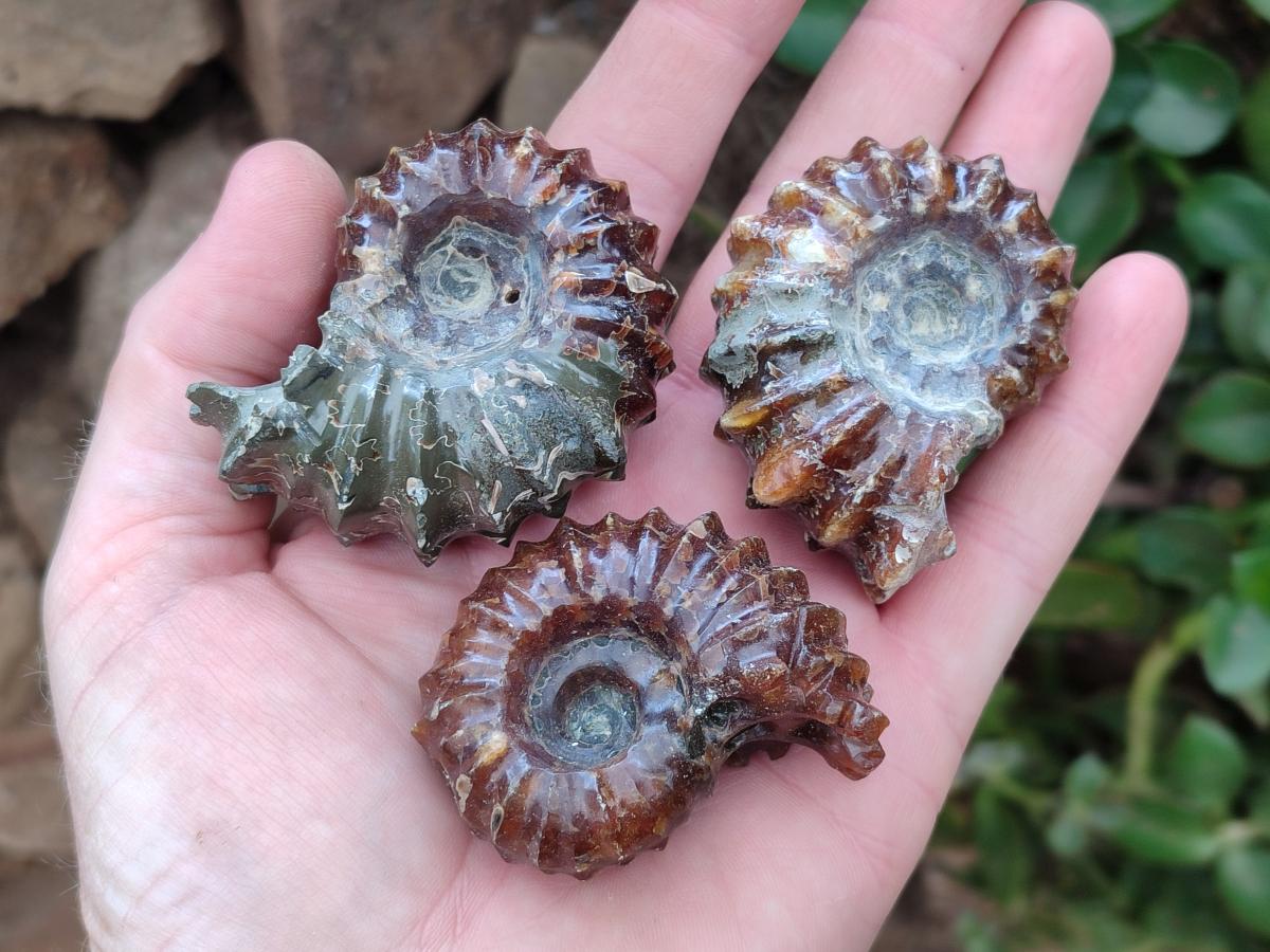 Polished Douvilleiceras Ammonite Fossils x 6 From Maintirano, Madagascar