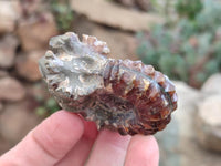 Polished Douvilleiceras Ammonite Fossils x 6 From Maintirano, Madagascar