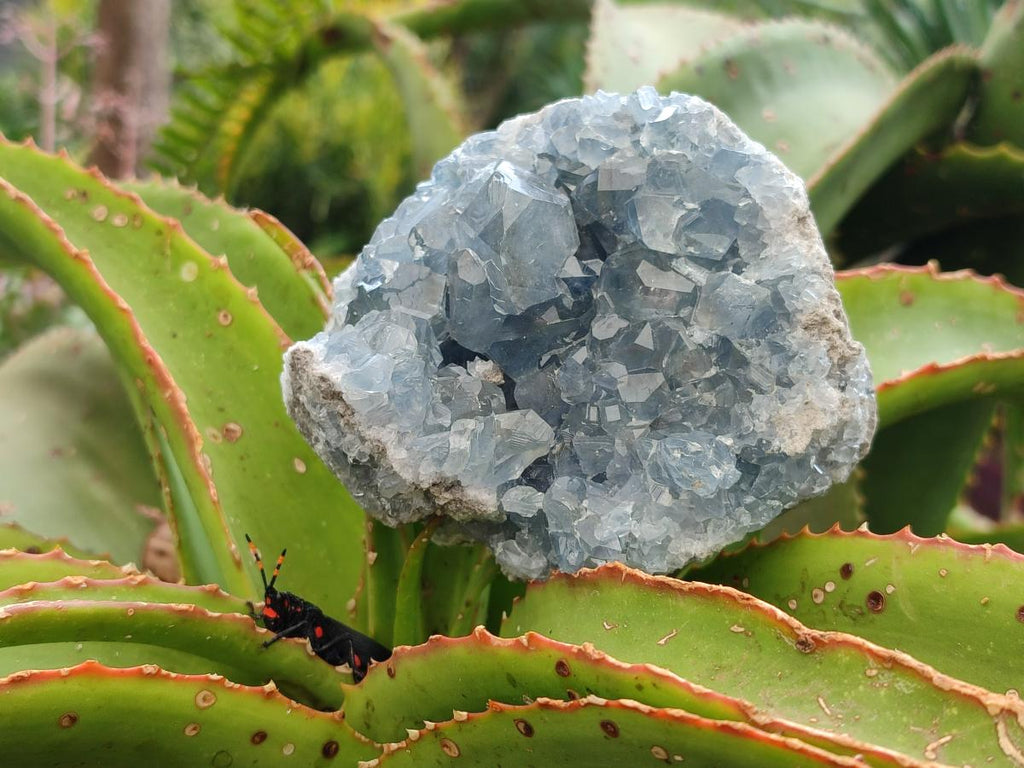 Natural Blue Celestite Geode Specimens x 2 From Sakoany, Madagascar