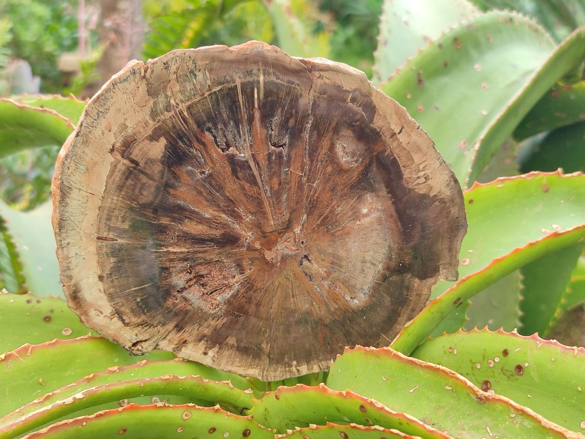 Polished Dadoxylon Petrified Wood Slices x 6 From Gokwe, Zimbabwe