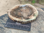 Polished Dadoxylon Petrified Wood Slices x 6 From Gokwe, Zimbabwe