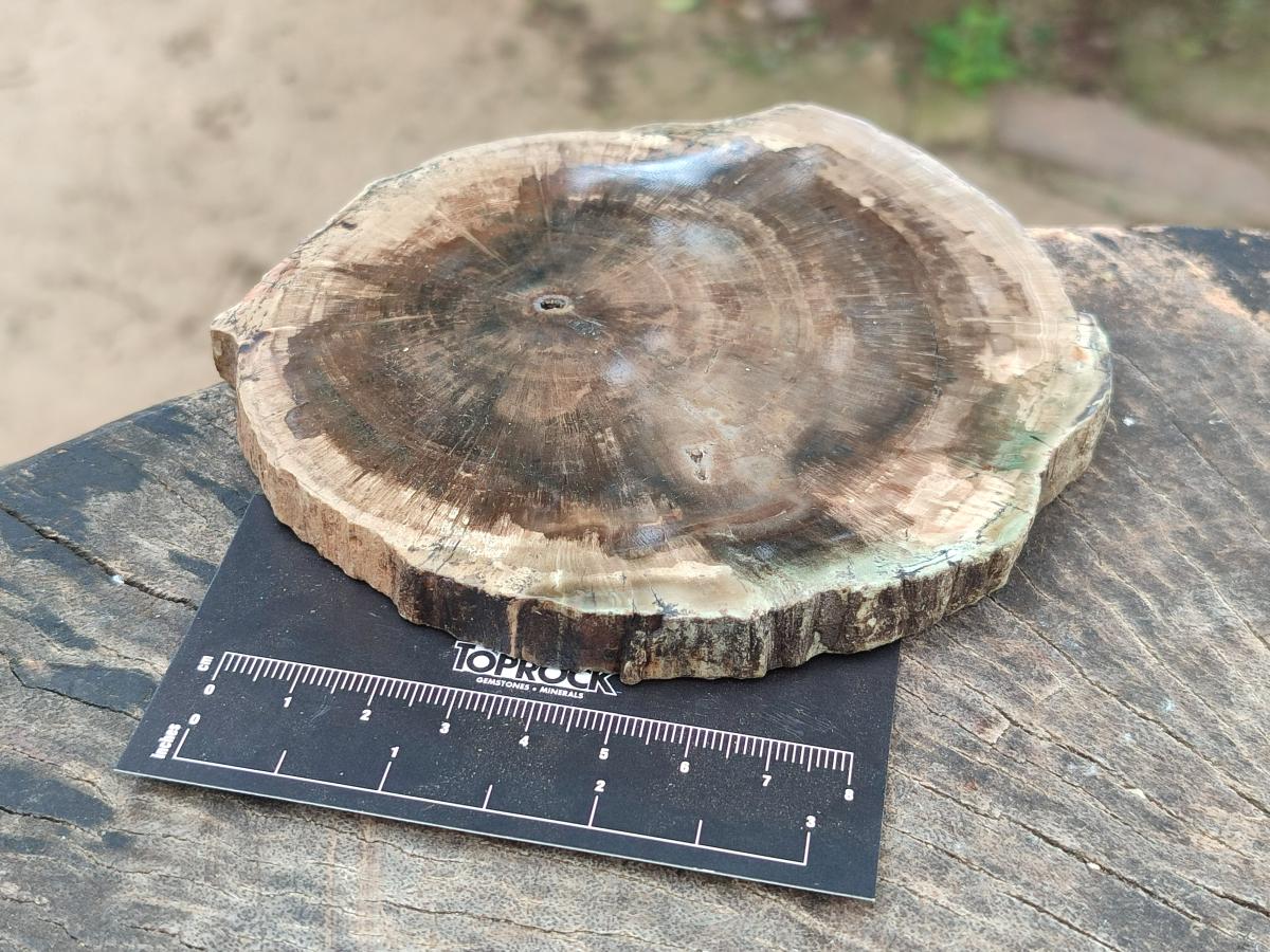 Polished Dadoxylon Petrified Wood Slices x 6 From Gokwe, Zimbabwe