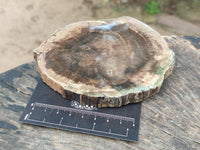 Polished Dadoxylon Petrified Wood Slices x 6 From Gokwe, Zimbabwe
