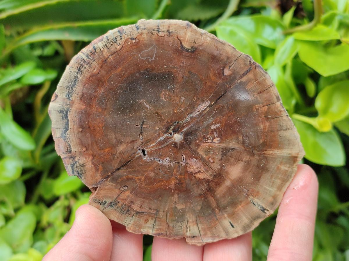 Polished Dadoxylon Petrified Wood Slices x 6 From Gokwe, Zimbabwe