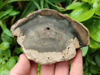 Polished Dadoxylon Petrified Wood Slices x 6 From Gokwe, Zimbabwe