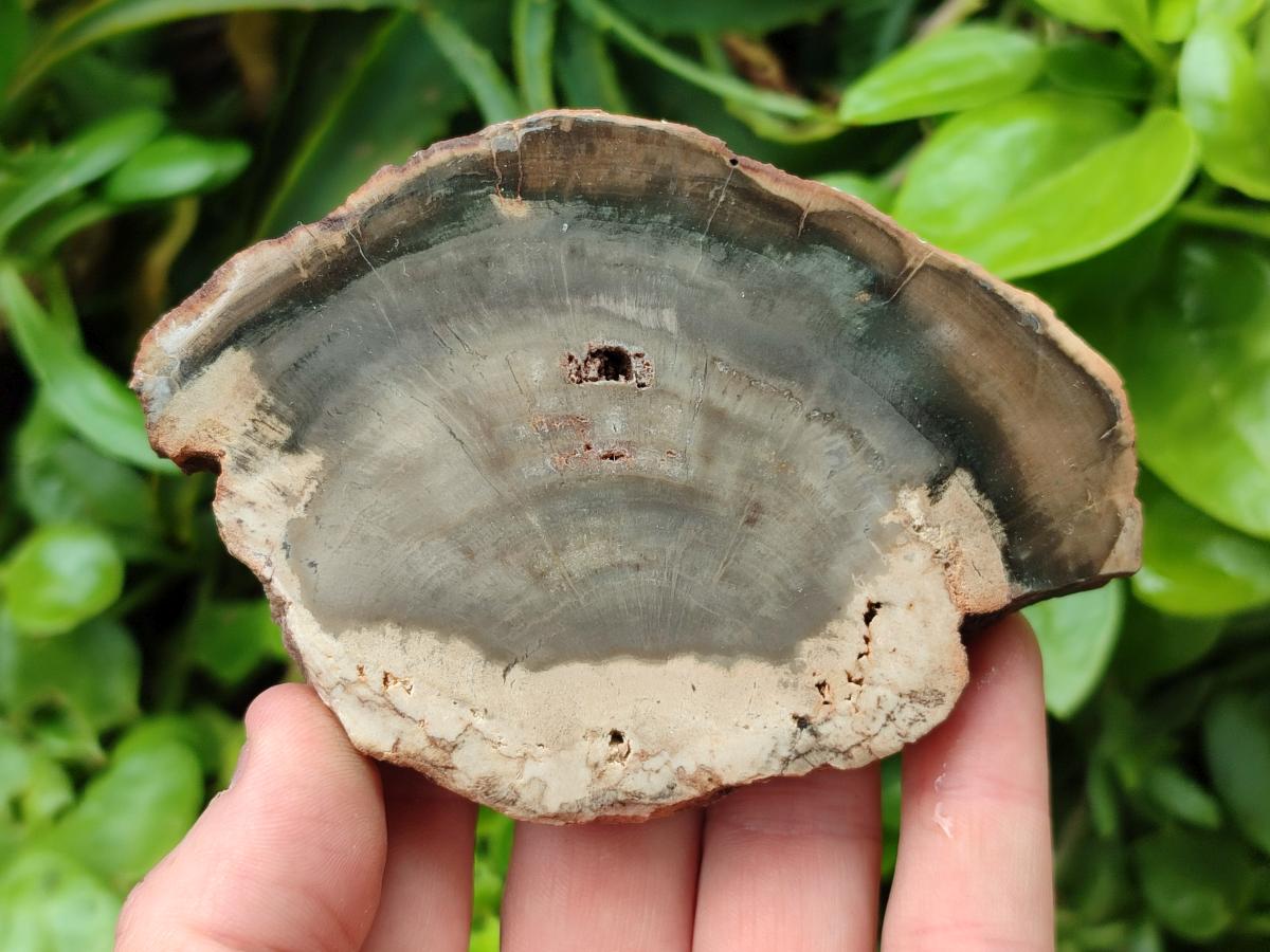 Polished Dadoxylon Petrified Wood Slices x 6 From Gokwe, Zimbabwe