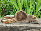Polished Dadoxylon Petrified Wood Slices x 6 From Gokwe, Zimbabwe