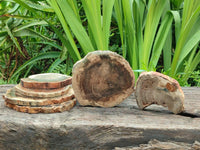 Polished Dadoxylon Petrified Wood Slices x 6 From Gokwe, Zimbabwe
