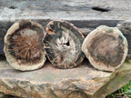 Polished Dadoxylon Petrified Wood Slices x 6 From Gokwe, Zimbabwe