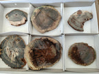 Polished Dadoxylon Petrified Wood Slices x 6 From Gokwe, Zimbabwe