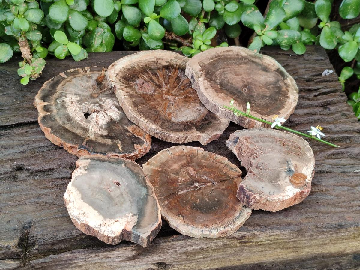 Polished Dadoxylon Petrified Wood Slices x 6 From Gokwe, Zimbabwe