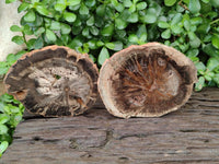 Polished Dadoxylon Petrified Wood Slices x 6 From Gokwe, Zimbabwe