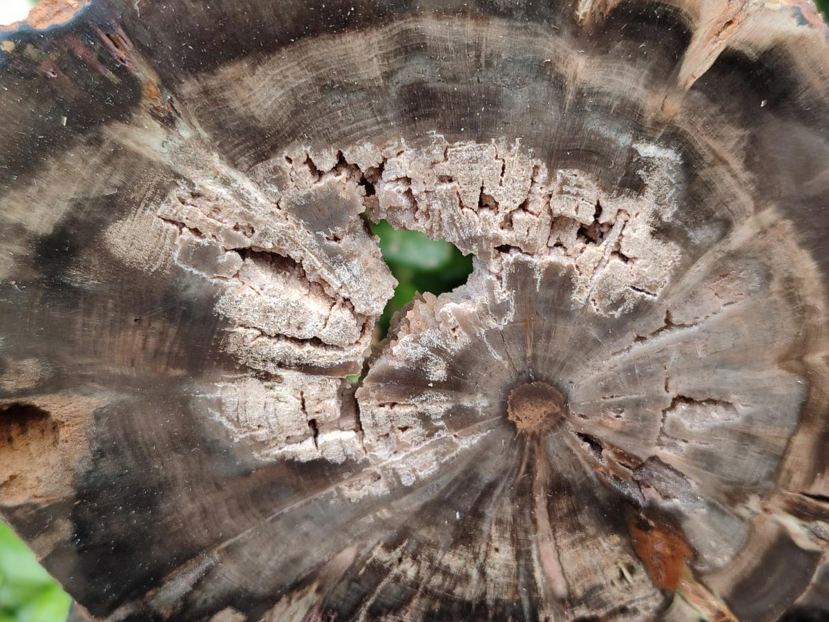 Polished Dadoxylon Petrified Wood Slices x 6 From Gokwe, Zimbabwe